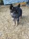 German Shepherd Puppies for sale in 1 Middlebrook Ave, Staunton, VA 24401, USA. price: $900