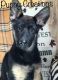 German Shepherd Puppies for sale in Moody, MO 65777, USA. price: NA
