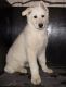 German Shepherd Puppies for sale in Clarkedale, AR, USA. price: NA