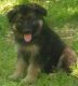 German Shepherd Puppies for sale in Seattle, WA 98161, USA. price: NA