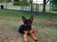 German Shepherd Puppies for sale in S Main St, Cleburne, TX, USA. price: NA