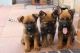 German Shepherd Puppies for sale in Maryland Ave SW, Washington, DC, USA. price: NA