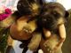 German Shepherd Puppies for sale in Florida City, FL, USA. price: NA