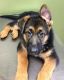 German Shepherd Puppies for sale in Lincolnton, NC 28092, USA. price: $1,000