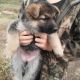 German Shepherd Puppies for sale in Liberty Hill, TX 78642, USA. price: $500