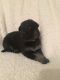 German Shepherd Puppies for sale in SC-101, Greer, SC, USA. price: NA