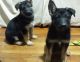 German Shepherd Puppies for sale in Roberta, GA 31078, USA. price: $500