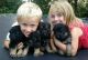 German Shepherd Puppies for sale in Kansas Ave, Kansas City, KS, USA. price: NA