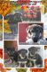 German Shepherd Puppies for sale in Vanceboro, NC 28586, USA. price: NA