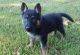 German Shepherd Puppies for sale in Grace City, ND 58445, USA. price: NA