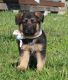 German Shepherd Puppies for sale in Orange Park Northway, Orange Park, FL 32073, USA. price: $450