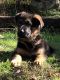 German Shepherd Puppies for sale in Orlando, KY 40460, USA. price: NA