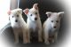 German Shepherd Puppies for sale in Tehachapi, CA 93561, USA. price: NA