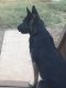 German Shepherd Puppies for sale in Lancaster, SC 29720, USA. price: NA