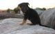 German Shepherd Puppies for sale in El Dorado, AR 71730, USA. price: NA