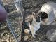 German Shepherd Puppies for sale in Advance, MO 63730, USA. price: NA