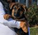 German Shepherd Puppies for sale in Cartersville, GA, USA. price: NA