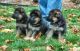 German Shepherd Puppies for sale in Boston, MA, USA. price: $400