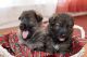 German Shepherd Puppies for sale in Johns Creek, GA, USA. price: NA
