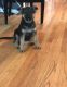 German Shepherd Puppies for sale in Ontario St, Kingston, ON, Canada. price: NA