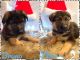 German Shepherd Puppies for sale in Vail, IA 51465, USA. price: NA