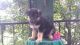German Shepherd Puppies for sale in Bridgeport, CT 06608, USA. price: NA