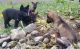 German Shepherd Puppies for sale in Port Townsend, WA 98368, USA. price: NA