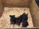 German Shepherd Puppies for sale in Palmer, AK 99645, USA. price: $1,100
