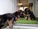 German Shepherd Puppies for sale in Delaware St SE, Minneapolis, MN, USA. price: $700