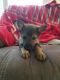 German Shepherd Puppies for sale in Fishers, IN, USA. price: NA