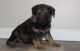 German Shepherd Puppies for sale in Mackville Harrodsburg Rd, Mackville, KY 40040, USA. price: NA