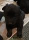 German Shepherd Puppies for sale in Liberty, KY 42539, USA. price: $500