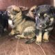 German Shepherd Puppies for sale in Texas City, TX, USA. price: $700