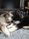 German Shepherd Puppies for sale in Baltimore, MD, USA. price: $500