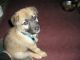 German Shepherd Puppies for sale in Roseville, MI 48066, USA. price: NA