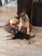 German Shepherd Puppies for sale in Nunica, MI 49448, USA. price: $1,000