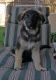 German Shepherd Puppies for sale in Appleton, WI, USA. price: NA