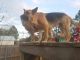 German Shepherd Puppies for sale in Panama City, FL, USA. price: NA