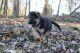German Shepherd Puppies for sale in Bremen, KY, USA. price: NA