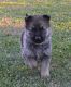 German Shepherd Puppies for sale in Irvine, CA, USA. price: $500