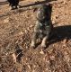 German Shepherd Puppies for sale in Hot Springs, AR, USA. price: NA