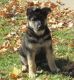 German Shepherd Puppies for sale in Poteau, OK, USA. price: $600
