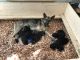 German Shepherd Puppies for sale in Clintwood, VA 24228, USA. price: $600