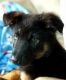 German Shepherd Puppies for sale in Greenup, KY 41144, USA. price: NA