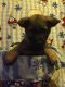 German Shepherd Puppies for sale in Georgetown, OH 45121, USA. price: NA