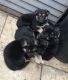 German Shepherd Puppies for sale in Commerce St, Dallas, TX, USA. price: NA