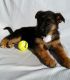 German Shepherd Puppies for sale in Bardstown, KY 40004, USA. price: $650