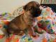 German Shepherd Puppies for sale in Harrisville, MI 48740, USA. price: NA