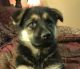 German Shepherd Puppies for sale in Robbinsville, NC 28771, USA. price: $1,000
