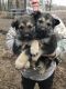 German Shepherd Puppies for sale in Fox Lake, IL 60020, USA. price: $600
